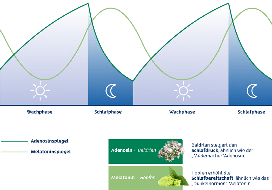 Hier sieht man die verschiedenen Schlafphasen die durch Melatonin und Adenosin gesteuert.