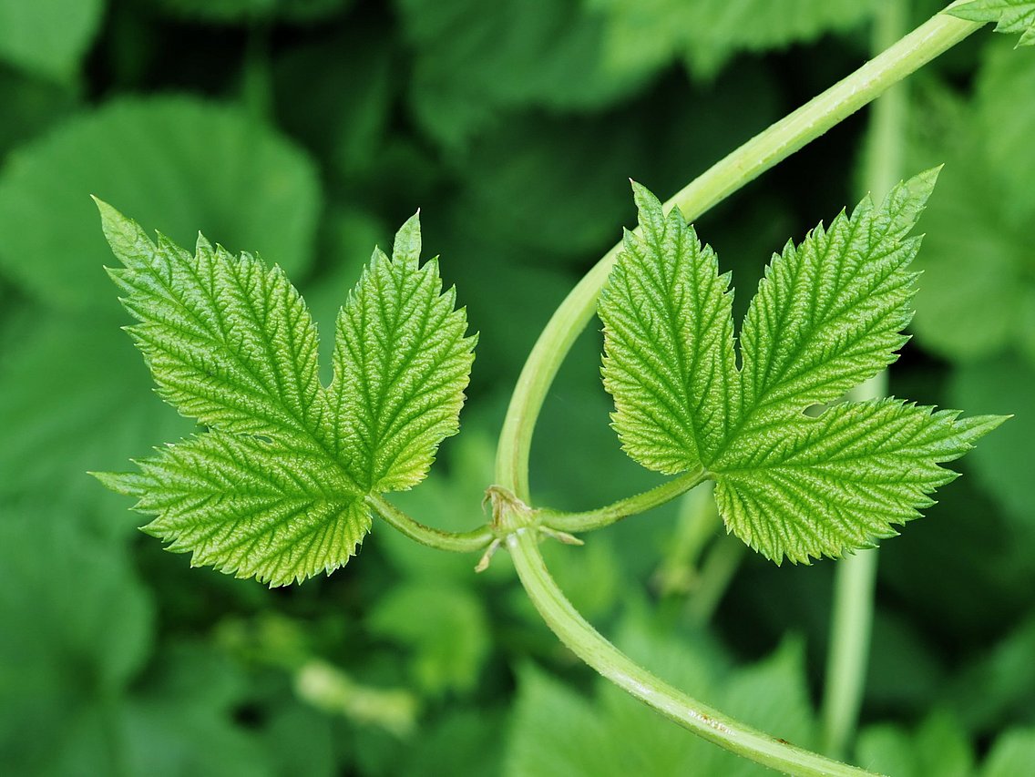 Hopfenblatt Hier sind zwei rankende Hopfenblätter abgebildet © Pixelmixel/adobe