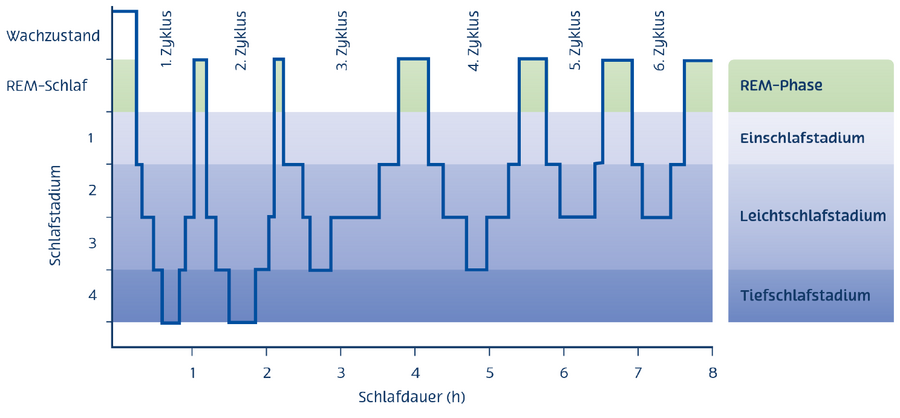 Das Schlafprofil (Somno- oder Hypnogramm) zeigt die natürliche Schlafarchitektur eines gesunden Erwachsenen mit hier 6 Zyklen.