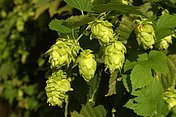 Hopfen (Humulus lupulus) Hier sieht man eine Hopfenplanze. In der Naturheilkunde benutzt man vom Hopfen die Zäpfchen, da sie Bitterstoffe wie Humulon und Lupolan, ätherische Öle und Flavonoide enthalten.