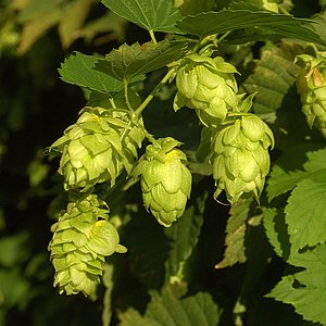 Hier sieht man eine Hopfenplanze. In der Naturheilkunde benutzt man vom Hopfen die Zäpfchen, da sie Bitterstoffe wie Humulon und Lupolan, ätherische Öle und Flavonoide enthalten. 