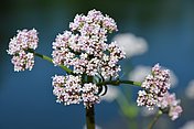 Hier sieht man die Baldrianblüte. Der Baldrian hat eine schlaffördernde und beruhigende Wirkung.