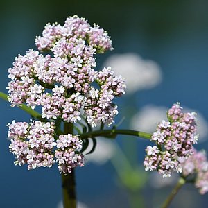 Hier sieht man die Baldrianblüte. Der Baldrian hat eine schlaffördernde und beruhigende Wirkung.