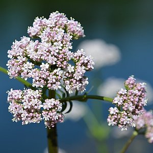 Hier sieht man die Baldrianblüte. Der Baldrian hat eine schlaffördernde und beruhigende Wirkung.