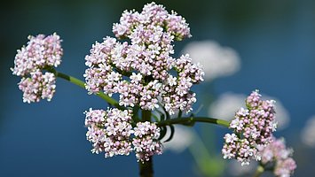 Hier sieht man die Baldrianblüte. Der Baldrian hat eine schlaffördernde und beruhigende Wirkung.