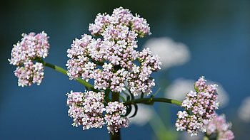 Hier sieht man die Baldrianblüte. Der Baldrian hat eine schlaffördernde und beruhigende Wirkung.